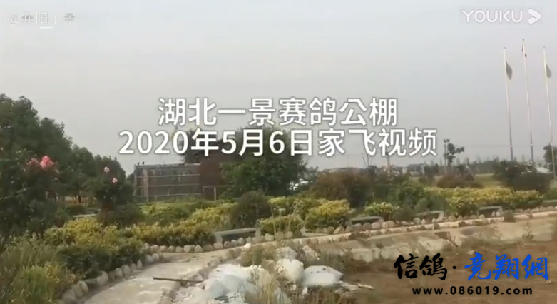  湖北一景赛鸽公棚2020年5月6日家飞视频