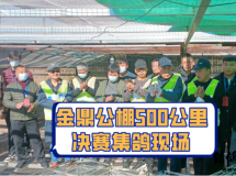  河北金鼎公棚500公里决赛集鸽现场