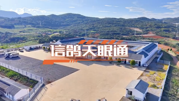 信鸽天眼通正式上线